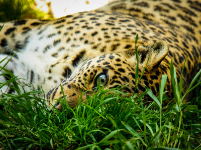 >Luipaard (prijs Nat. Geographic)